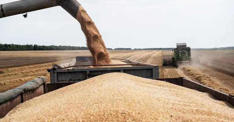 গমের দানা সংগ্রহ (প্রতীকী ছবি)